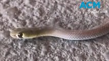 Yellow-faced whip snake found in vacuum cleaner
