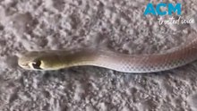 Yellow-faced whip snake found in vacuum cleaner