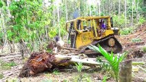 D6R XL Bulldozer Pushing Wood in Plantation for New Road