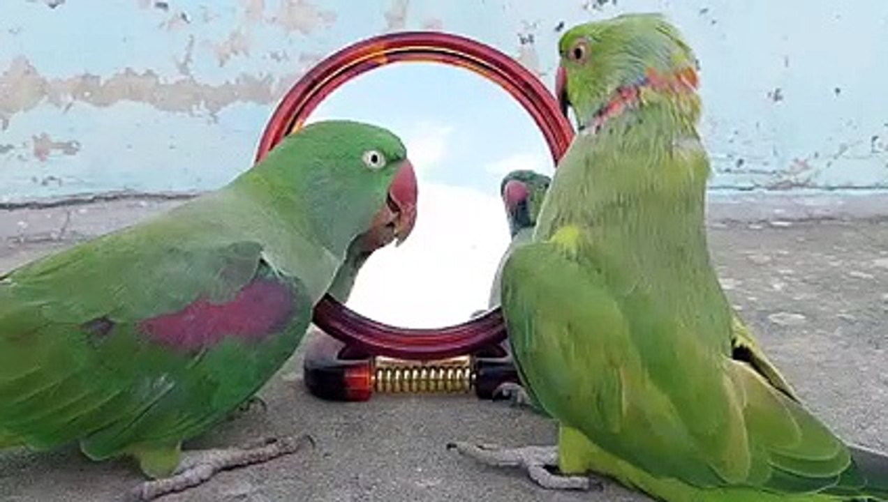 parrot talking