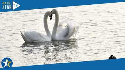 Le règne animal (France 5) : découvrez ces animaux qui vivent en couple toute leur vie