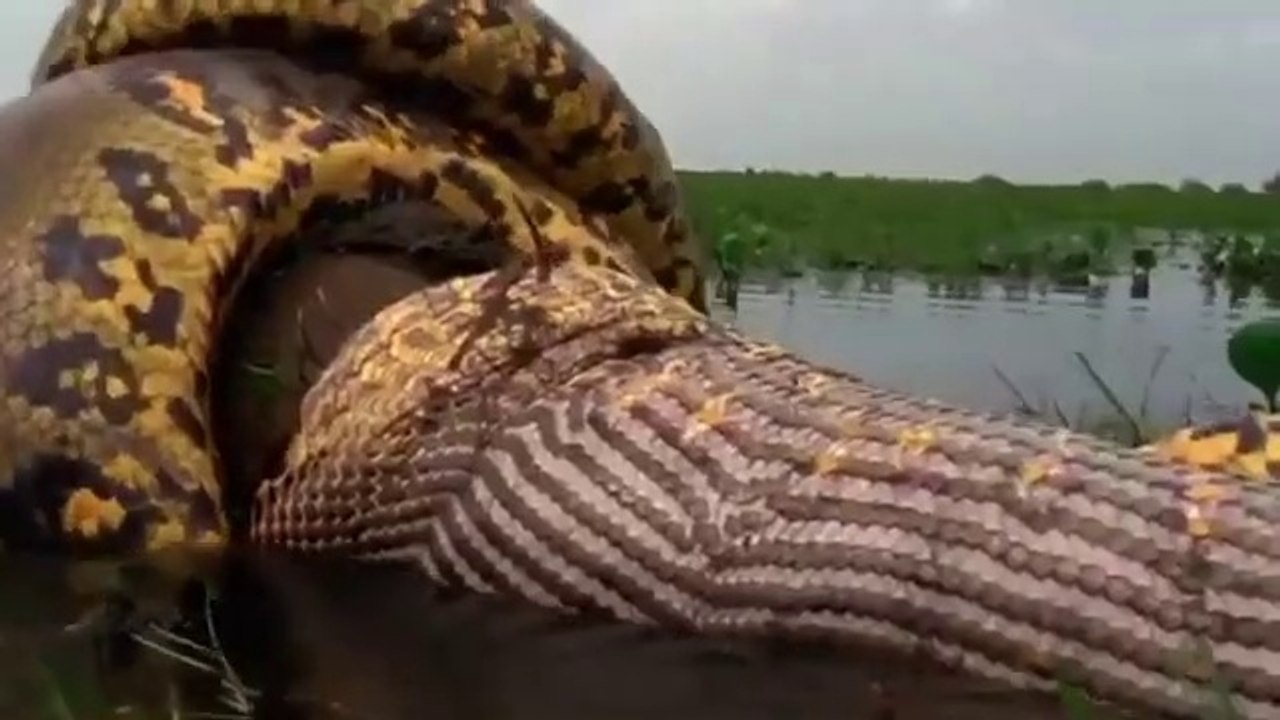 ANACONDA OFFICIAL TRAILER 2023 ｜ NEW GIANT SNAKE