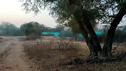 फिर से रणथम्भौर की राह पर बाघ एमटी-5