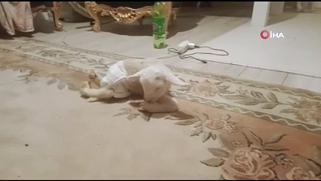 Ankara’da bacakları ters doğan kuzu görenleri şaşırttı