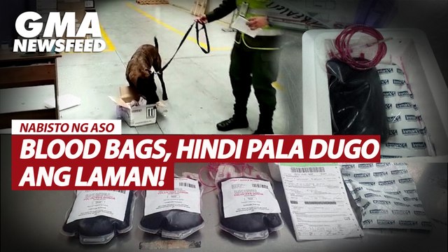 Nabisto ng aso! Blood bags, hindi pala dugo ang laman! | GMA News Feed