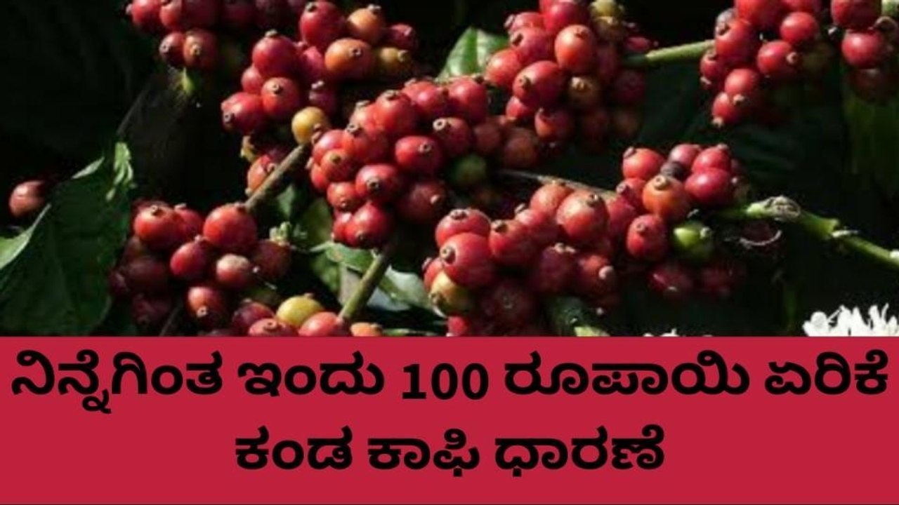 ಕೊಡಗು: ಇಂದಿನ ಕಾಫಿ ಧಾರಣೆ ಹೀಗಿದೆ ನೋಡಿ