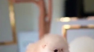 So cute Puppies Funny moments