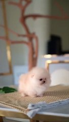 So cute Puppies Funny moments