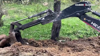 Hayvan gübresine saplanan yılkı atının zor anları