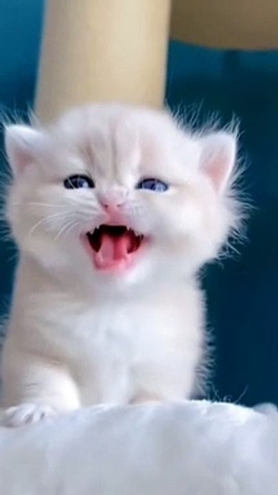 cute kitten's #shorts