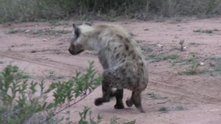 Hyena surviving on its 2 front legs