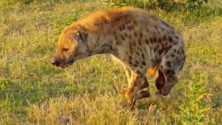 Paraplegic hyena walks on 2 legs