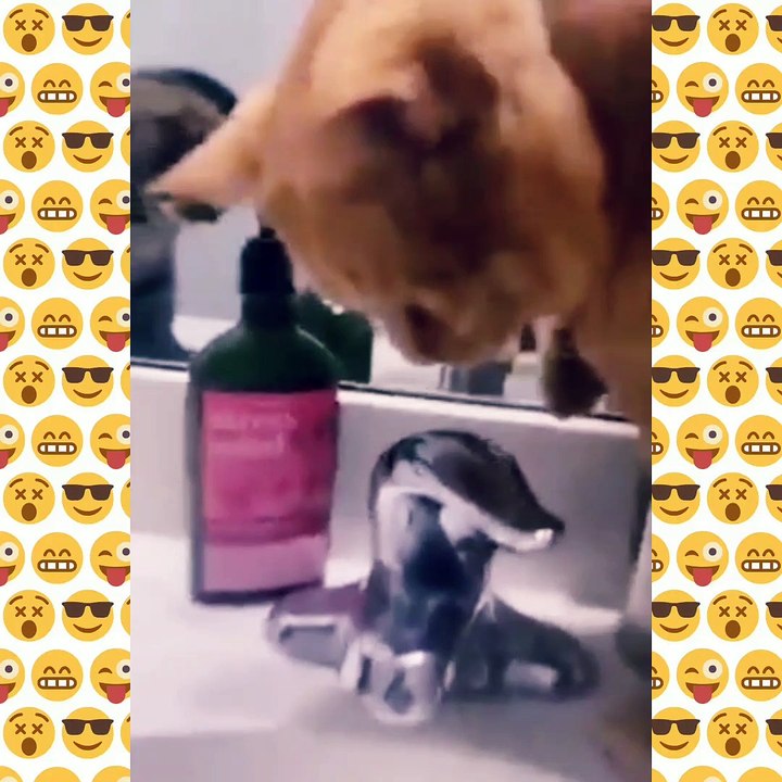 Funny cat videos