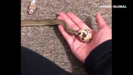 Kocaman yumurtayı yutan küçük yılan şaşırttı: Boğazında kırılmadan böyle ilerledi