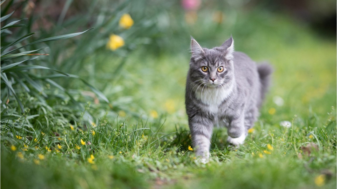 Katzen tierfreundlich aus dem Garten vertreiben: So klappt's