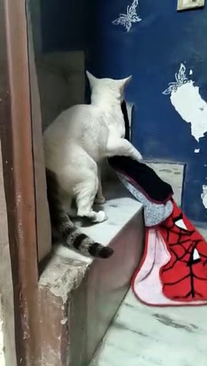 Cat funny moments #1