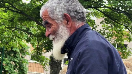 Éco-pâturage : des moutons en maternelle