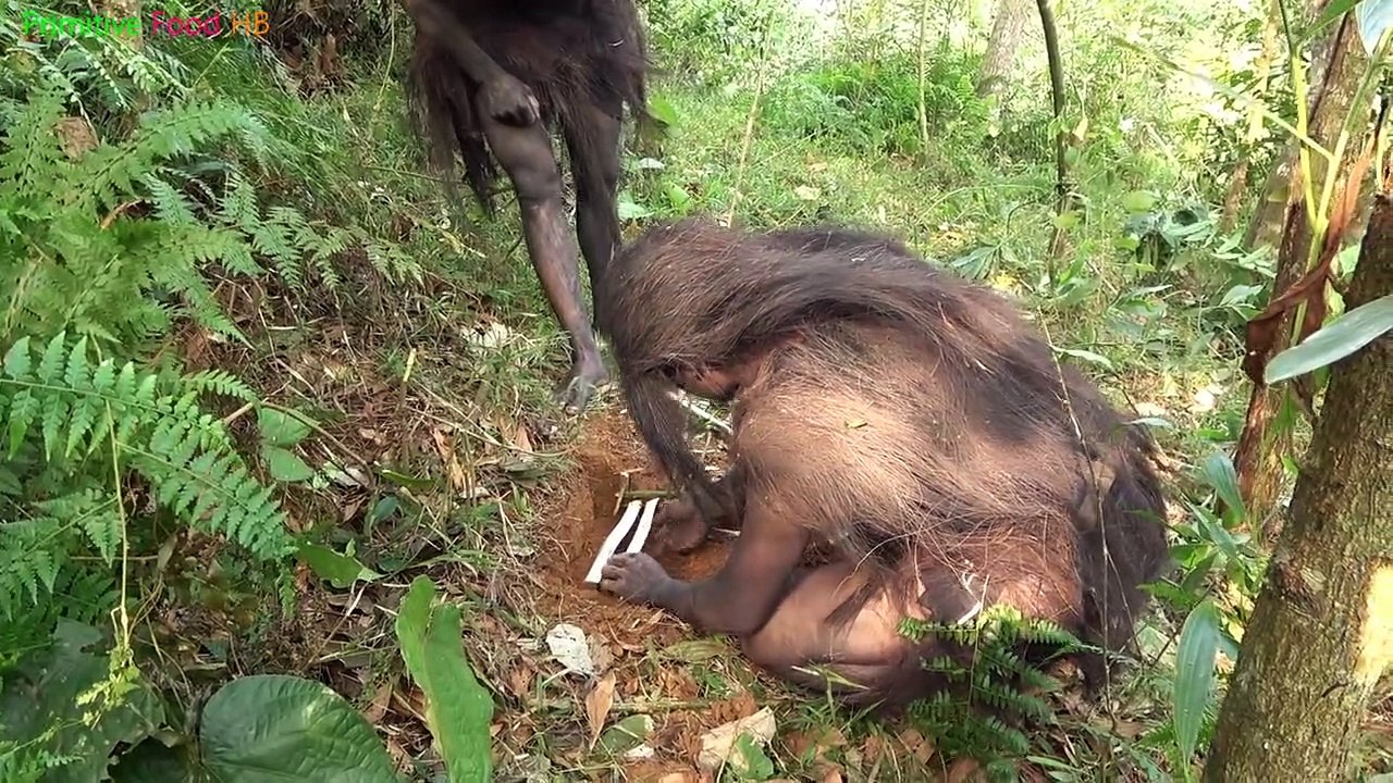 Primitive life - Forest People - Animal trapping skills of forest people