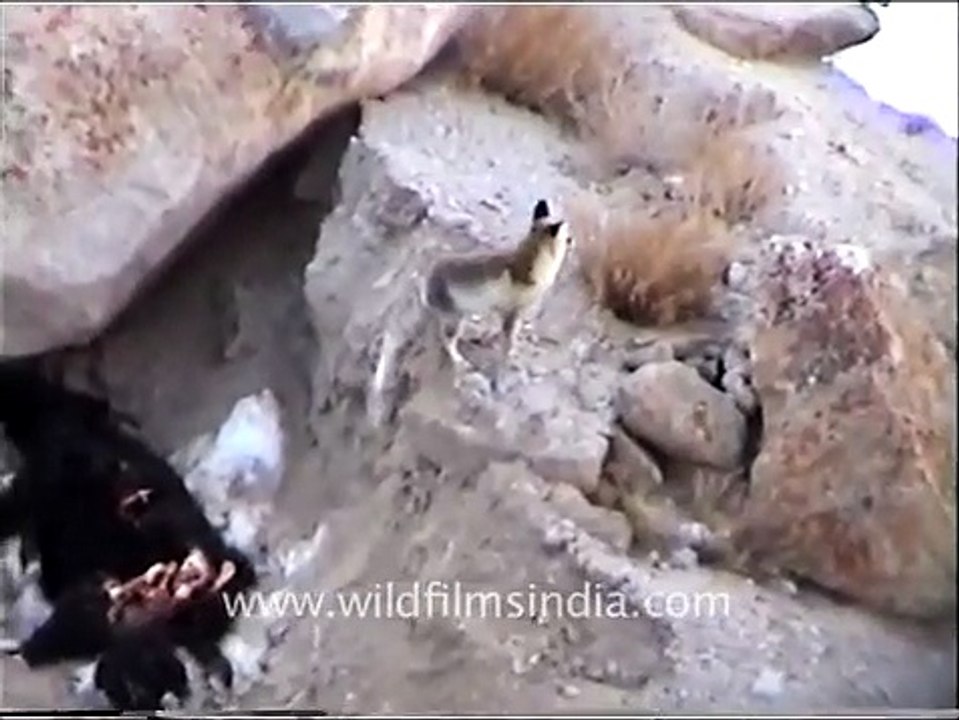 Fox stealing Yak meat!