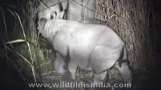Cute baby Rhino trying to suckle!