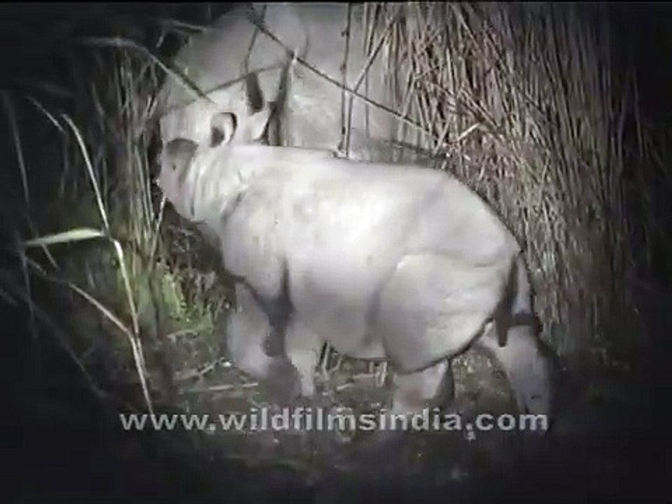 Cute baby Rhino trying to suckle!
