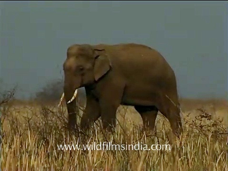 Lone elephants having some 'Me' time in Jim Corbett National Park