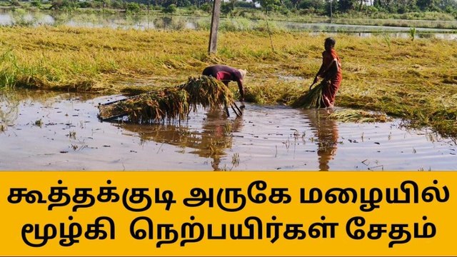 கள்ளக்குறிச்சி அருகே மழையில் மூழ்கி 100 ஏக்கர் நெற்பயிர்கள் சேதம்!