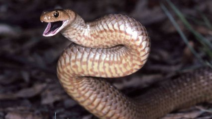 Una Mujer Descubre 10 Serpientes Viviendo En Las Paredes De Su Casa