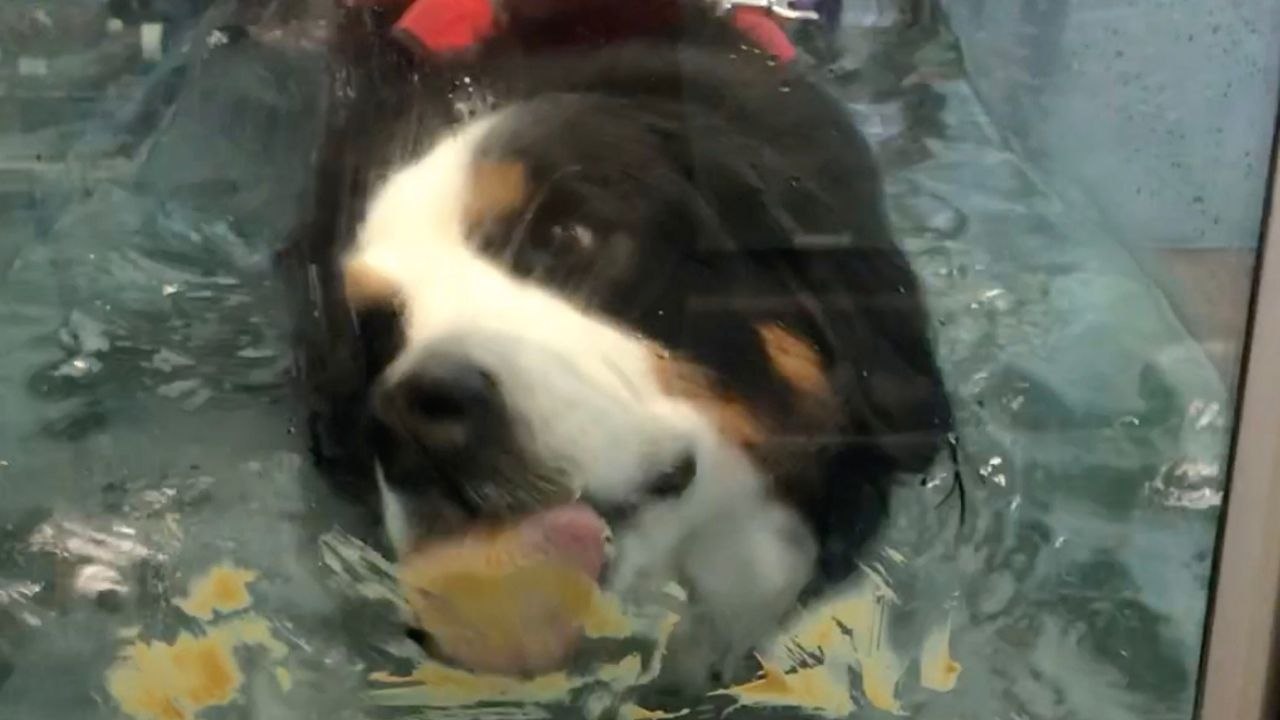 Injured Dog Gets Perfect Peanut Butter Treadmill Motivation Wildish TV video Dailymotion