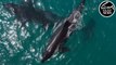 Abu Dhabi coast witnesses the rare sighting of killer whales