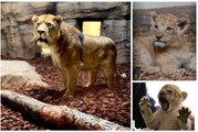 North west news update 10 May 2023: Zoo's Lion King returns home