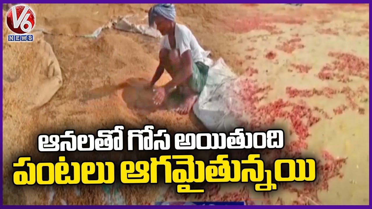 Heavy Crop Loss To Farmers Due To Heavy Rains With Winds _ Jayashankar Bhupalpally _ V6 News (1)