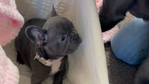 Lovely Frenchie has a pup-tastic reaction to seeing his 8-week-old daughter