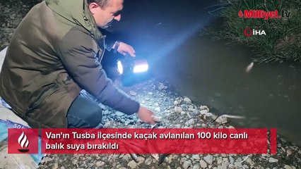 İnci kefali için gece denetimi