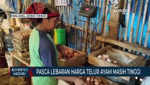 Mahalnya Harga Pakan Ayam Sebabkan Harga Telur Merangkak Naik