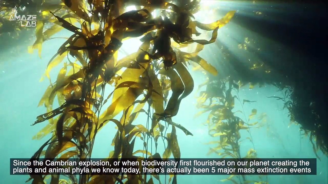 Scientists Say Earth May Have Had Yet Another Mass Extinction Event That Predates the Cambrian Explosion