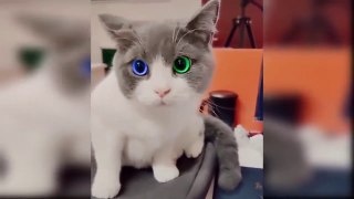 Baby Cats - Cute and Funny Cat Videos Compilatio
