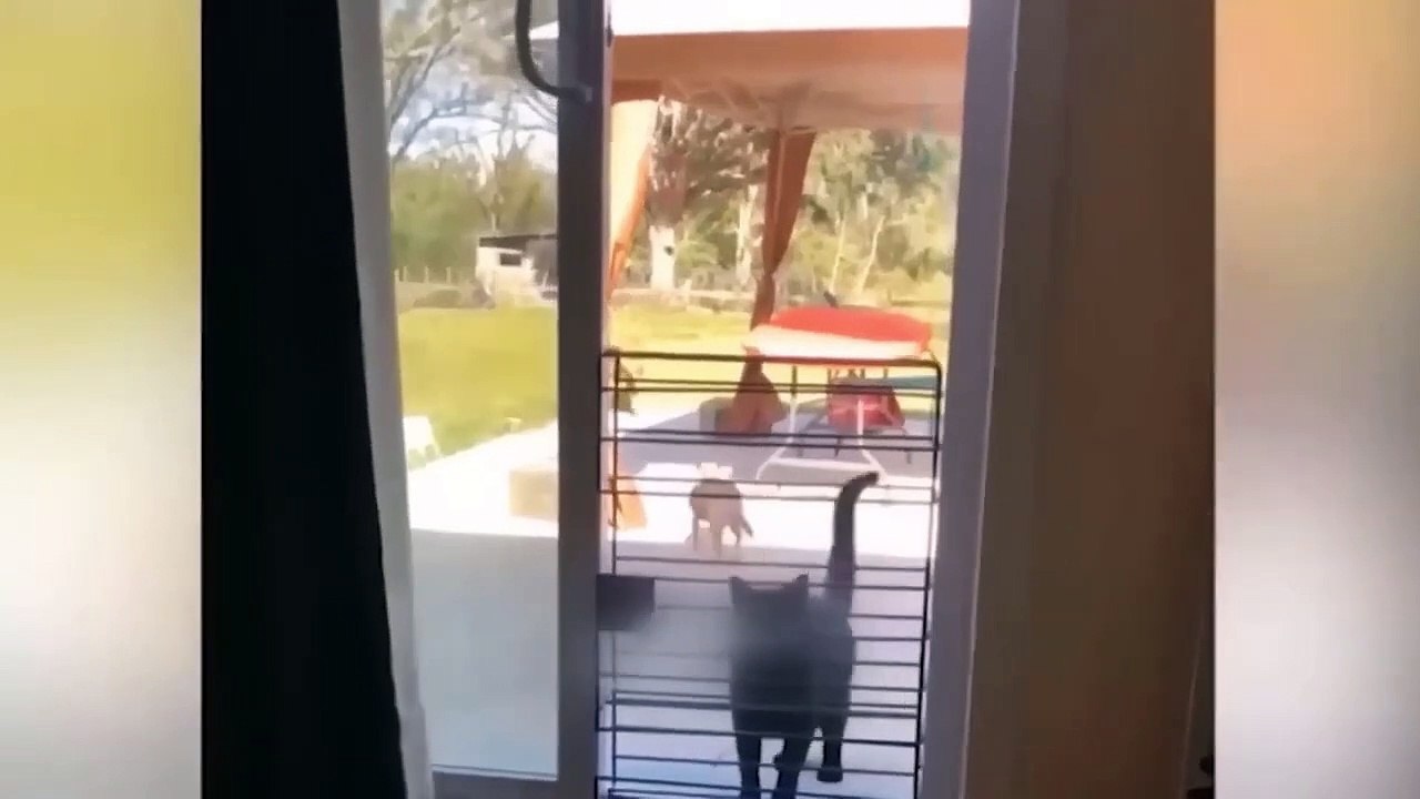 Funniest Animals Video - Best Cats  and Dogs Videos
