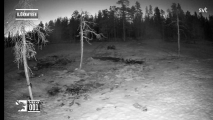 Installées à travers les forêts suédoises, des dizaines de caméras retransmettent en direct à la télévision les pérégrinations des élans et autres animaux sauvages pendant plusieurs semaines - VIDEO