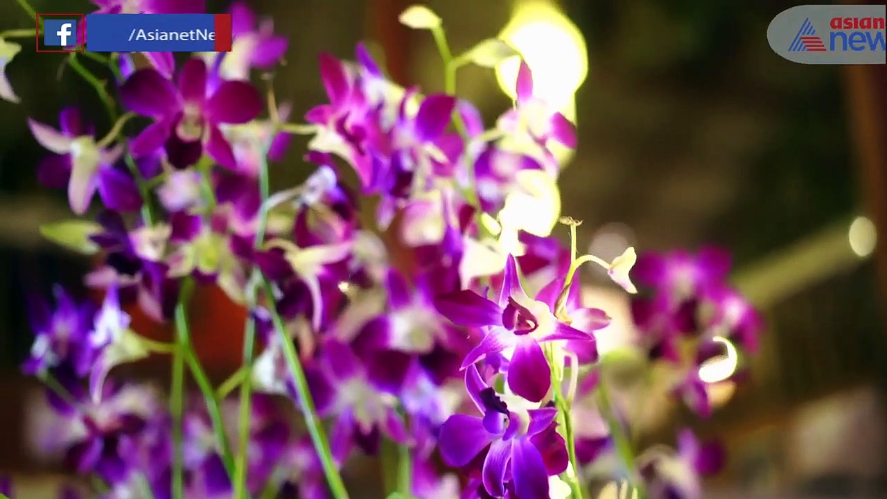 మీ ఇంట్లో ఈ మొక్కలను పెంచండి చాలు... ప్రేమానురాగాలు  వెల్లివిరుస్తాయి...