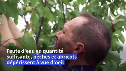 Sécheresse: les Pyrénées-Orientales passent en situation de "crise"