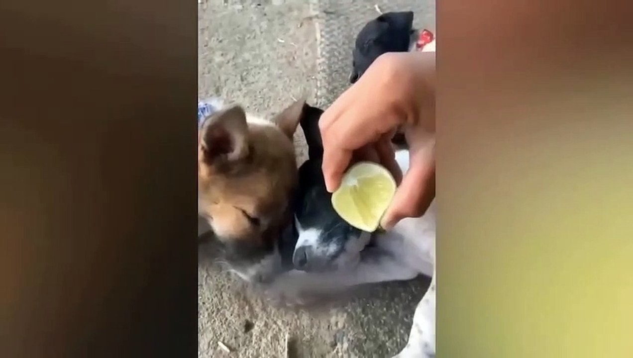 Funniest Animals Video - Best Cats  and Dogs Videos