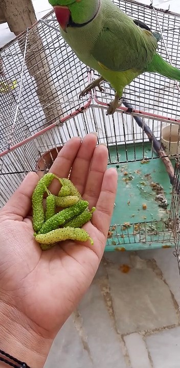 Mulberry Fruit | Parrot eating Mulberry Fruit
