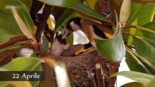 the nest of the goldfinch in nature