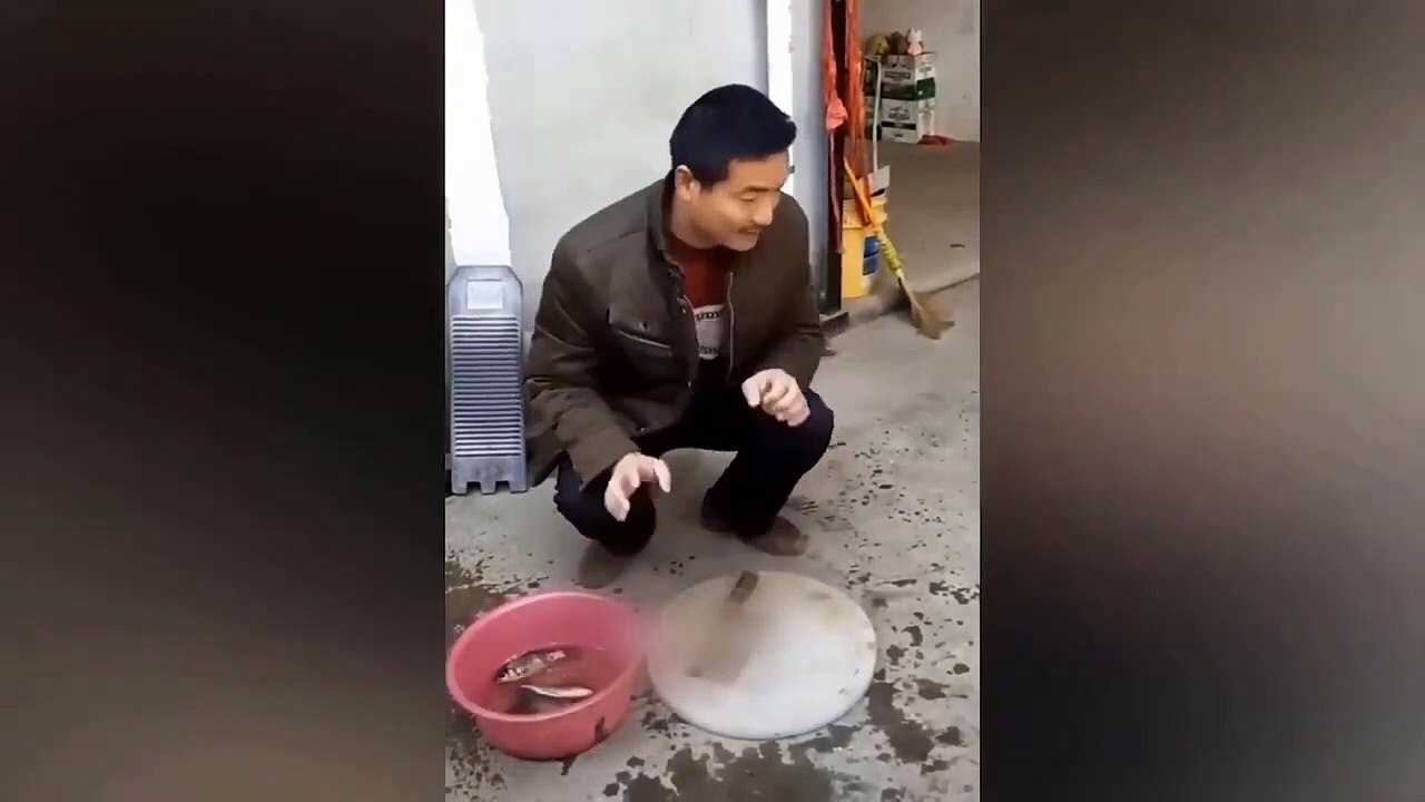Funniest Animals Video - Best Cats  and Dogs Videos