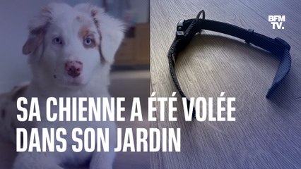 Cette chienne a été volée dans son jardin, un phénomène qui augmente selon les associations