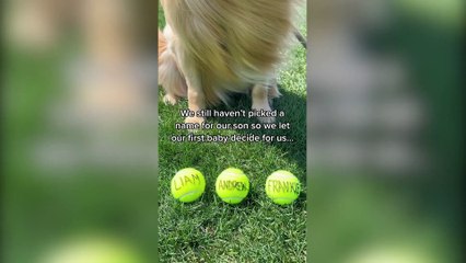 Couple let their DOG make their big life decisions - like revealing the gender and choosing the name of their baby