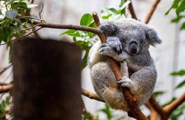 Wild koalas will be vaccinated against chlamydia