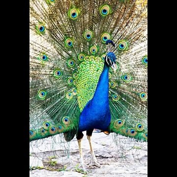 Jungul animal pics video drama dikho chanal