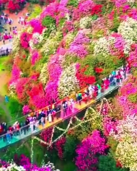 Supar beautiful flowers